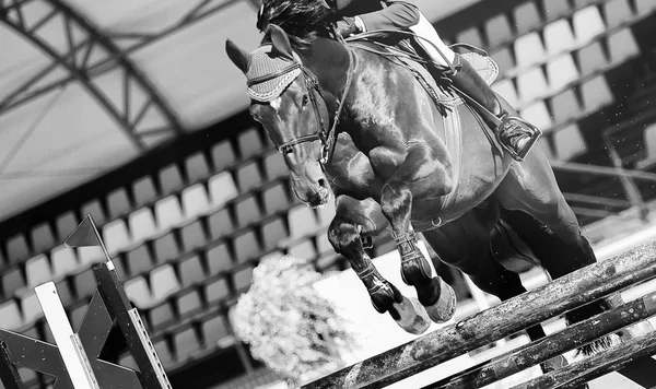 Horse horizontal black and white banner for website header, poster, wallpaper, monochrome design. Rider in uniform perfoming jump at show jumping competition. Blur sunlight trees as background.