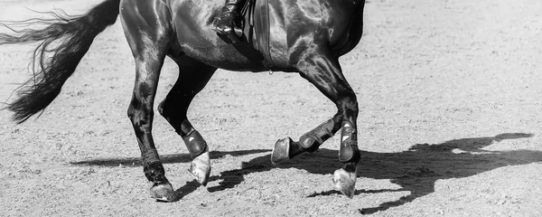 Horse horizontal black and white banner for website header, poster, wallpaper, monochrome design. Rider in uniform perfoming jump at show jumping competition. Blur sunlight trees as background.