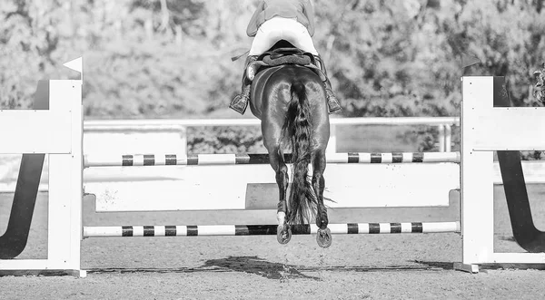 Horse horizontal black and white banner for website header, poster, wallpaper, monochrome design. Rider in uniform perfoming jump at show jumping competition. Blur sunlight trees as background.