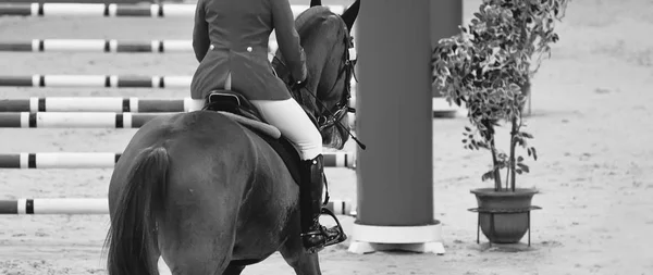 Horse horizontal black and white banner for website header, poster, wallpaper, monochrome design. Rider in uniform perfoming jump at show jumping competition. Blur sunlight trees as background.