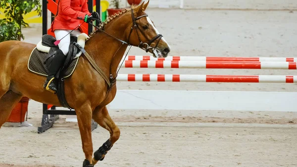 Horse horizontal banner for website header, poster, wallpaper. Rider in red and white uniform perfoming jump at show jumping competition. Riding hall and hurdle as a background.