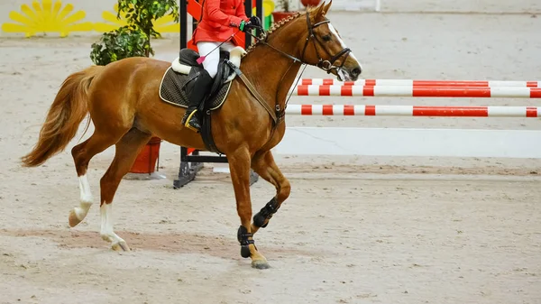 Horse horizontal banner for website header, poster, wallpaper. Rider in red and white uniform perfoming jump at show jumping competition. Riding hall and hurdle as a background.