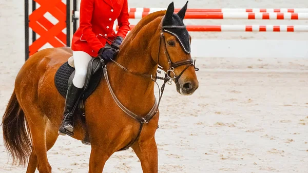 Horse horizontal banner for website header, poster, wallpaper. Rider in red and white uniform perfoming jump at show jumping competition. Riding hall and hurdle as a background.