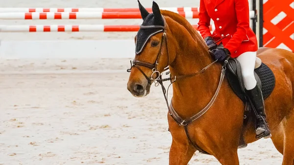 Horse horizontal banner for website header, poster, wallpaper. Rider in red and white uniform perfoming jump at show jumping competition. Riding hall and hurdle as a background.