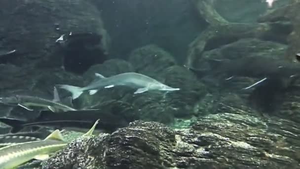 The sturgeons float under the water in the marin aquarium. Different types of sturgeons in oceanarium, full of tropical animals and plants. — Stock Footage Sturgeons Float Water Marin Aquarium Different Types Sturgeons Oceanarium Full Stock Footage