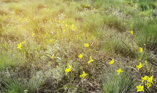 Wild-growing yellow tulips in the steppe. Nice flowers on the spring meadow.