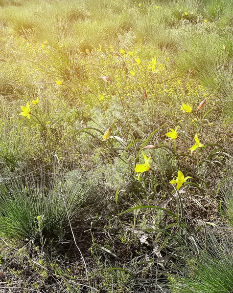 Wild-growing yellow tulips in the steppe. Nice flowers on the spring meadow.