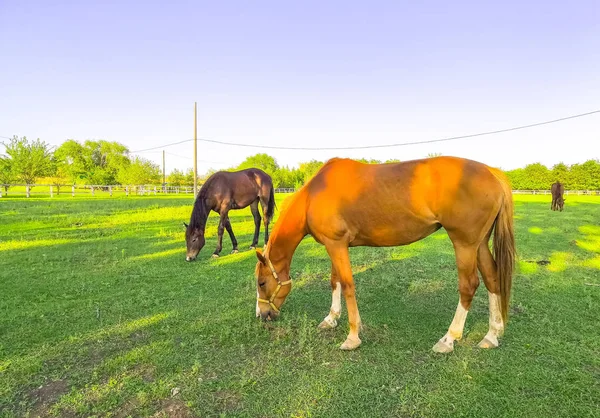 Green pastures of horse farms. Brown and gray horses eating a a grass at ranch summertime.
