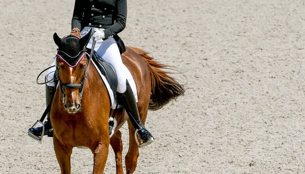 Dressage horse and rider in black uniform. Horizontal banner for website header design. Beautiful horse portrait during Equestrian sport competition, copy space.