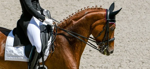 Dressage horse and rider in black uniform. Horizontal banner for website header design. Beautiful horse portrait during Equestrian sport competition, copy space.