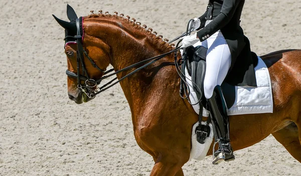 Dressage horse and rider in black uniform. Horizontal banner for website header design. Beautiful horse portrait during Equestrian sport competition, copy space.