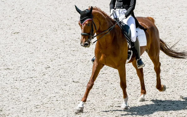 Dressage horse and rider in black uniform. Horizontal banner for website header design. Beautiful horse portrait during Equestrian sport competition, copy space.