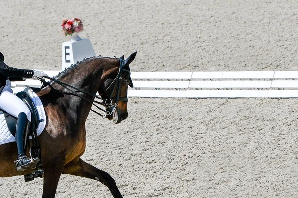 Dressage horse and rider in black uniform. Horizontal banner for website header design. Beautiful horse portrait during Equestrian sport competition, copy space.