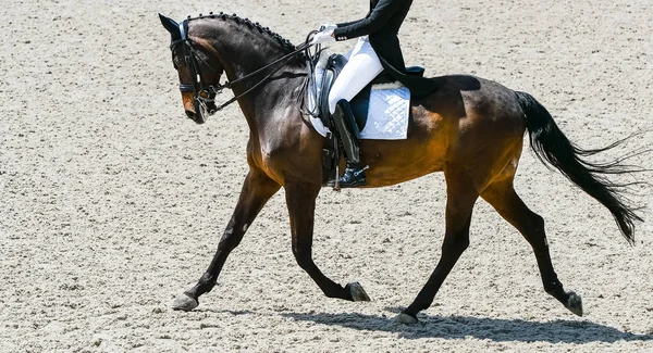 Dressage horse and rider in black uniform. Horizontal banner for website header design. Beautiful horse portrait during Equestrian sport competition, copy space.