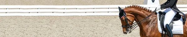 Horizontal banner for website header design. Beautiful horse portrait during Equestrian sport competition, copy space.