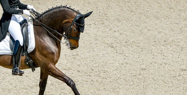 Dressage horse and rider in black uniform. Beautiful horse portrait during Equestrian sport competition, copy space.