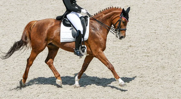 Dressage horse and rider in black uniform. Beautiful horse portrait during Equestrian sport competition, copy space.