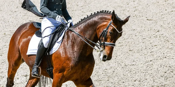 Dressage horse and rider in black uniform. Beautiful horse portrait during Equestrian sport competition, copy space.