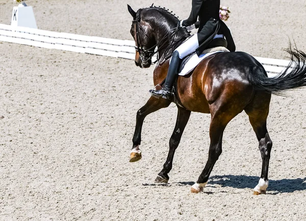 Dressage horse and rider in black uniform. Beautiful horse portrait during Equestrian sport competition, copy space.