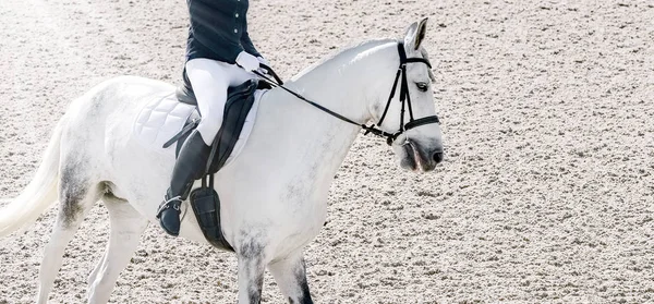 Dressage horse and rider in black uniform. Beautiful white horse portrait during Equestrian sport competition, copy space.