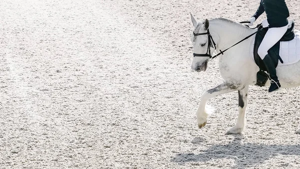 Dressage horse and rider in black uniform. Beautiful white horse portrait during Equestrian sport competition, copy space.