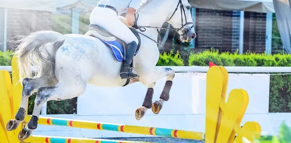 Horse and rider in light uniform performing jump at show jumping competition. Beautiful white horse portrait during Equestrian sport event, copy space.