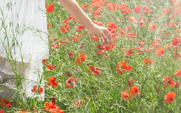 Beautiful girl in poppy field. Young pretty woman in white dress picking flowers, summer time, sunset, lit evening or morning sun. Horizontal banner for website design, copy space.