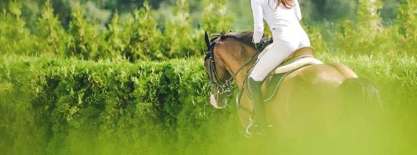 Horse and rider in uniform performing jump at show jumping competition. Horse horizontal banner for website header design. Equestrian sport background. Selective focus.