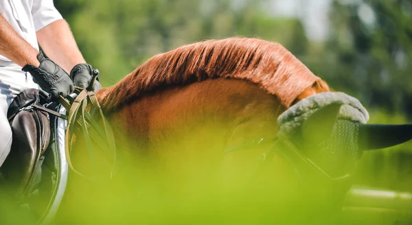 Horse and rider in uniform performing jump at show jumping competition. Horse horizontal banner for website header design. Equestrian sport background. Selective focus.