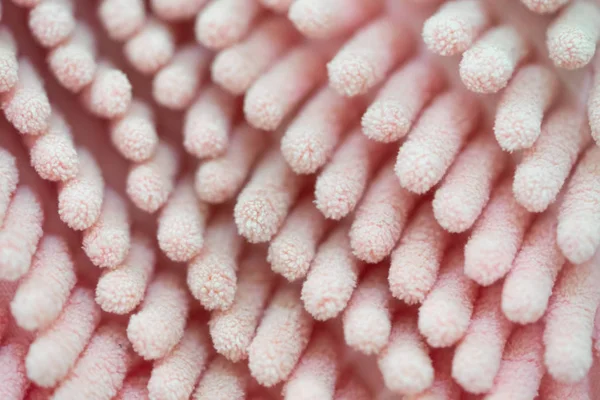 Kapalı-up pembe mikrofiber bez doku arka plan ayrılmaktadır. Makro çekim.