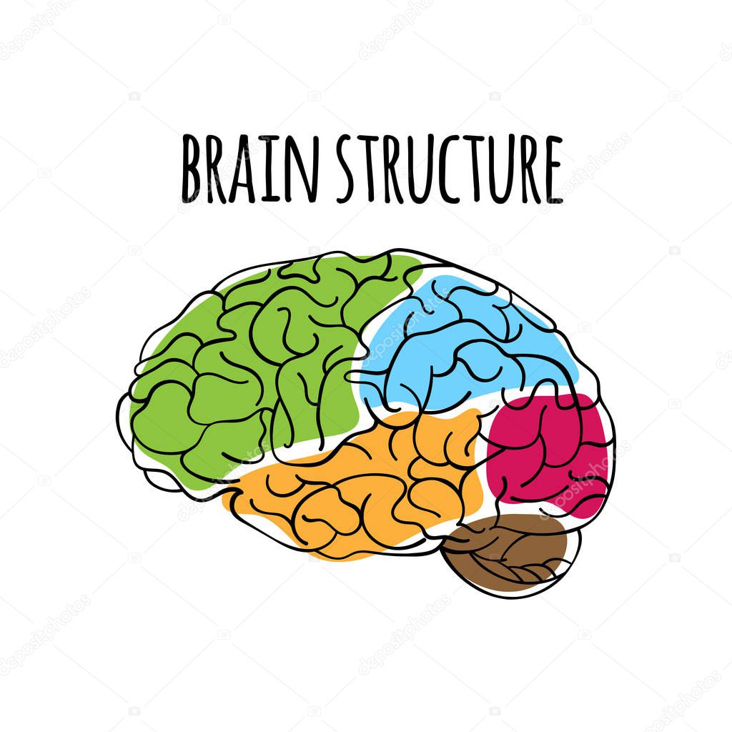 BRAIN STRUCTURE Nervous System Anatomy Human Scheme Medicine Vector Illustration