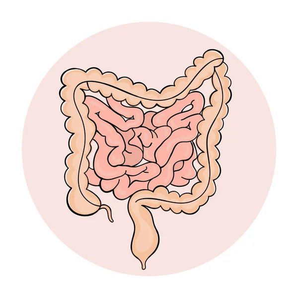 Intestine Medicina Schema Anatomia Umana Disegno Mano Vettore Illustrazione — Vettoriale Stock