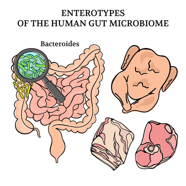 Microbiom Enterotypes Bacteroides Intestines Medicine Scheme Anatomi Ilustrasi Tangan Manusia - Stok Vektor
