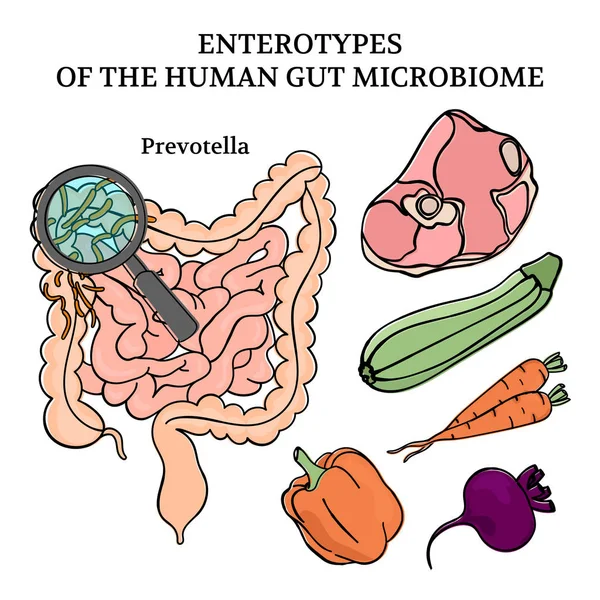Microbiom Enterotypes Prevotella Intestines Medicine Scheme Anatomy Human Handdraw Vector — Stock Vector