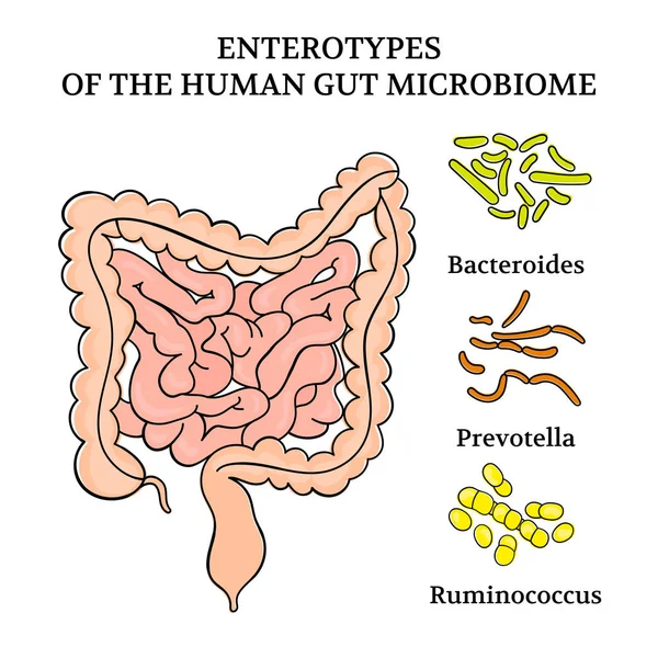 Enteroticas Del Microbioma Gut Humano Esquema Medicina Intestinal Anatomía Dibujo — Vector de stock