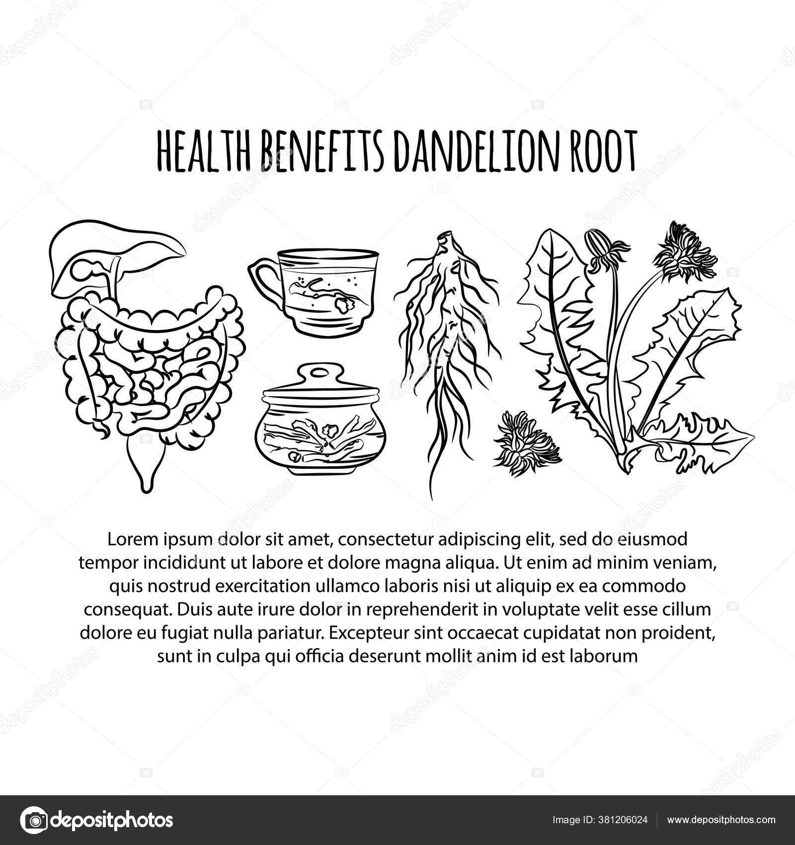 https://st4.depositphotos.com/16931846/38120/v/1600/depositphotos_381206024-stock-illustration-dandelion-health-benefits-plant-medical.jpg