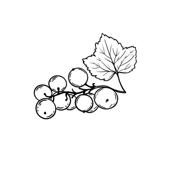 Black Currant Benefit Berry Diet Botanic Nature Ilustração Vetorial Desenhada — Vetor de Stock