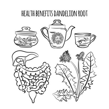 DANDELION ROOT BENEFITS Eczane Tıbbi Tesisi Botanik Doğa Sağlığı Vektör Çizimi Yazı Tasarımı ve Dekorasyonu