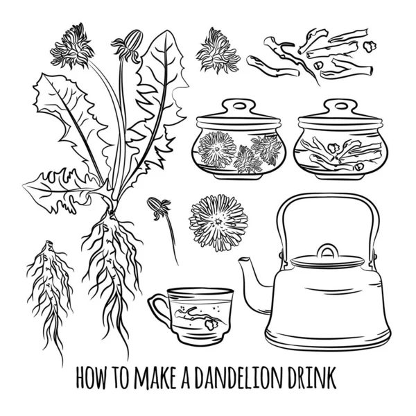 Dandelion Drink How Make Pharmacy Manfaat Pabrik Kesehatan Botani Ilustrasi - Stok Vektor