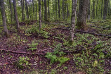 Boyalı kayalar Ulusal Lakeshore üst Michigan konumlar geniş bir çeşitlilik vardır