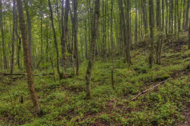 Boyalı kayalar Ulusal Lakeshore üst Michigan konumlar geniş bir çeşitlilik vardır