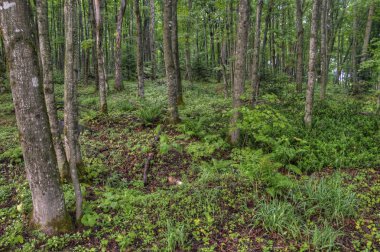 Boyalı kayalar Ulusal Lakeshore üst Michigan konumlar geniş bir çeşitlilik vardır