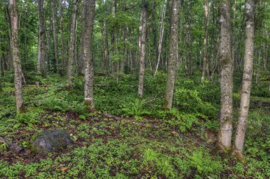 Boyalı kayalar Ulusal Lakeshore üst Michigan konumlar geniş bir çeşitlilik vardır