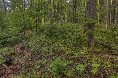 Boyalı kayalar Ulusal Lakeshore üst Michigan konumlar geniş bir çeşitlilik vardır