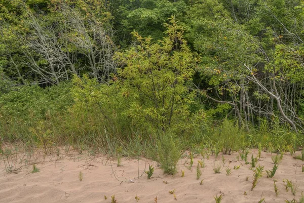 Painted Rocks National Lakeshore Alto Michigan Tem Uma Grande Variedade — Fotografia de Stock