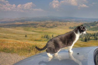 Luna macera Kitty's midwest seyahat eden bir kedi explorer ve yeni şeyler görmek ve yeni yerleri ziyaret etmek için arıyorum ötesinde.