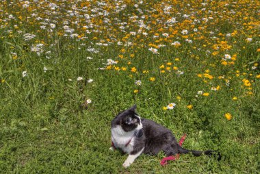 Luna macera Kitty's midwest seyahat eden bir kedi explorer ve yeni şeyler görmek ve yeni yerleri ziyaret etmek için arıyorum ötesinde.