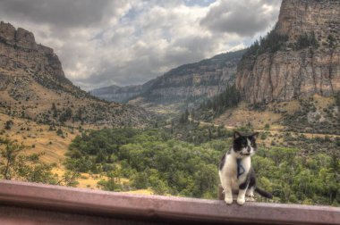 Luna macera Kitty's midwest seyahat eden bir kedi explorer ve yeni şeyler görmek ve yeni yerleri ziyaret etmek için arıyorum ötesinde.
