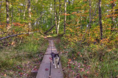 Luna macera Kitty's midwest seyahat eden bir kedi explorer ve yeni şeyler görmek ve yeni yerleri ziyaret etmek için arıyorum ötesinde.
