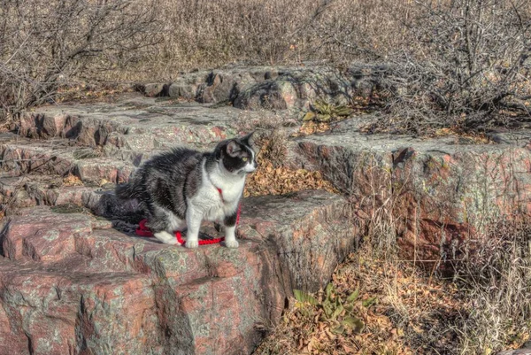 Luna Adventure Kitty Feline Explorer Who Travels Middle West Looking — стоковое фото